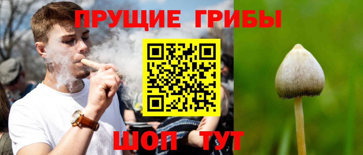 как найти наркотики  Галлюциногенные грибы GOLDEN TEACHER  Выборг  Вход с VPN  Псилоцибиновые грибы Psilocybe 